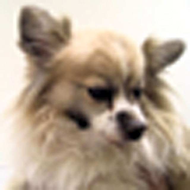 Pet of the Week (12/9)
